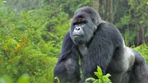 Ruhondeza: Unveiling the Gentle Giant Behind Uganda’s Airport Gorilla